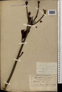 Рододендрон желтый Sweet, Кавказ, Абхазия (K4a) (Абхазия)