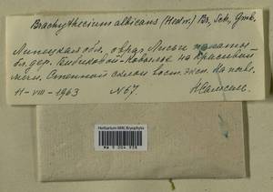 Brachythecium albicans (Hedw.) Schimp., Гербарий мохообразных, Мхи - Центральное Черноземье (B10) (Россия)