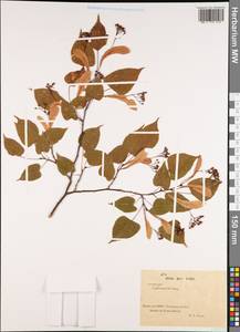 Malvaceae, Зарубежная Азия (ASIA) (КНР)