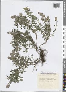 Thymus pannonicus All., Кавказ, Ставропольский край, Карачаево-Черкесия, Кабардино-Балкария (K1b) (Россия)