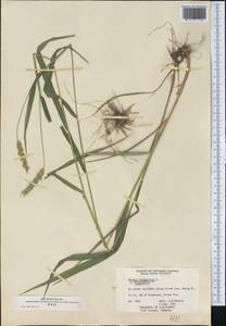 Elymus virginicus L., Америка (AMER) (Канада)