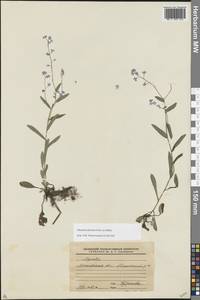 Незабудка лесная Ehrh. ex Hoffm., Восточная Европа, Московская область и Москва (E4a) (Россия)