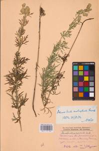 Борец желтеющий, Аконит противоядный L., Восточная Европа, Южно-Украинский район (E12) (Украина)