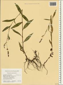 Горец пятнистый Gray, Крым (KRYM) (Россия)