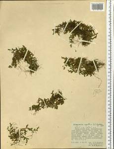 Bryodesma sibiricum (Milde) Soják, Сибирь, Дальний Восток (S6) (Россия)