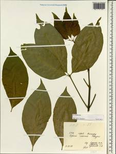 Rutaceae, Зарубежная Азия (ASIA) (Вьетнам)