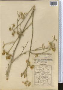 Жабрица пушистоголовая (Pall. ex Spreng.) Schischk., Средняя Азия и Казахстан, Прикаспийский Устюрт и Северное Приаралье (M8) (Казахстан)