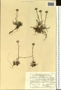 Antennaria monocephala subsp. angustata (Greene) Hultén, Сибирь, Чукотка и Камчатка (S7) (Россия)