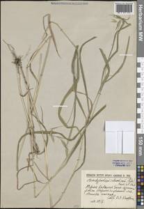 Коротконожка лесная (Huds.) P.Beauv., Средняя Азия и Казахстан, Западный Тянь-Шань и Каратау (M3) (Киргизия)