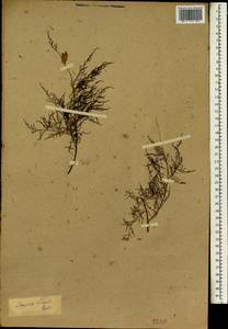 Tamarix chinensis Lour., Зарубежная Азия (ASIA) (Неизвестно)