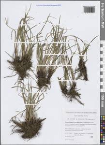 Осока темнейшая, Осока темная Hoppe, Сибирь, Якутия (S5) (Россия)