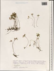 Caryophyllaceae, Зарубежная Азия (ASIA) (Индия)