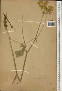 Heracleum sphondylium subsp. sibiricum (L.) Simonk., Восточная Европа, Центральный лесной район (E5) (Россия)