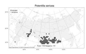 Potentilla sericea, Лапчатка шелковая L., Атлас флоры России (FLORUS) (Россия)