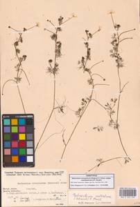 Ranunculus mongolicus (Krylov) Serg., Сибирь, Якутия (S5) (Россия)