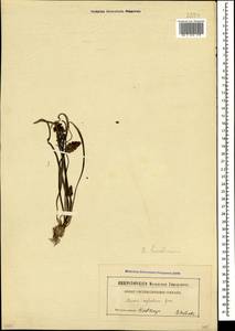 Мышиный гиацинт незамеченный Guss. ex Ten., Кавказ (без точных местонахождений) (K0)