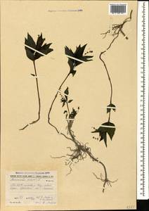 Пролесник многолетний L., Кавказ, Абхазия (K4a) (Абхазия)