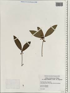 Ardisia crenata subsp. crassinervosa (E. Walker) C. M. Hu & Vidal, Зарубежная Азия (ASIA) (Вьетнам)