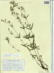 Подмаренник северный L., Восточная Европа, Белоруссия (E3a) (Белоруссия)