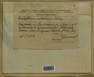 Brachythecium mildeanum (Schimp.) Schimp. ex Milde, Гербарий мохообразных, Мхи - Центральное Нечерноземье (B6) (Россия)