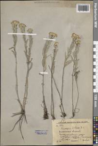 Солонечник мохнатый, Грудница мохнатая (L.) Rchb.fil., Восточная Европа, Центральный лесостепной район (E6) (Россия)