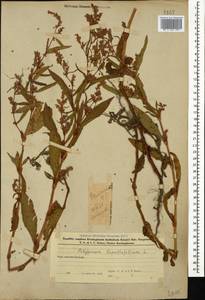 Горец развесистый, Горец щавелелистный (L.) Gray, Кавказ, Азербайджан (K6) (Азербайджан)