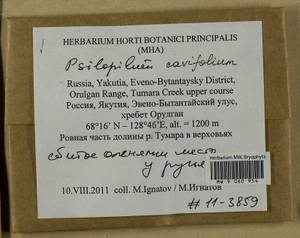Psilopilum cavifolium (Wilson) I. Hagen, Гербарий мохообразных, Мхи - Якутия (B19) (Россия)