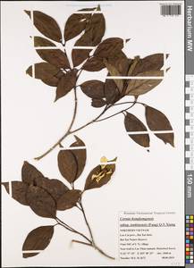 Cornus hongkongensis subsp. tonkinensis (W.P.Fang) Q.Y.Xiang, Зарубежная Азия (ASIA) (Вьетнам)