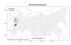 Alchemilla filicaulis, Манжетка тонкостебельная Buser, Атлас флоры России (FLORUS) (Россия)