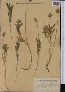 Astragalus vesicarius subsp. pastellianus (Pollini) Arcangeli, Западная Европа (EUR) (Хорватия)