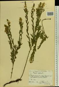 Дрок красильный L., Восточная Европа, Северо-Украинский район (E11) (Украина)