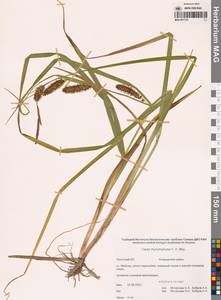 Carex utriculata Boott, Сибирь, Чукотка и Камчатка (S7) (Россия)