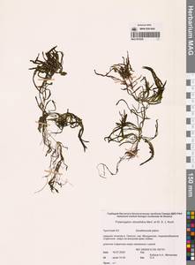 Рдест туполистный Mert. & W.D.J.Koch, Сибирь, Чукотка и Камчатка (S7) (Россия)