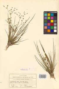 Juncus articulatus subsp. limosus (Vorosch.) Vorosch., Сибирь, Дальний Восток (S6) (Россия)