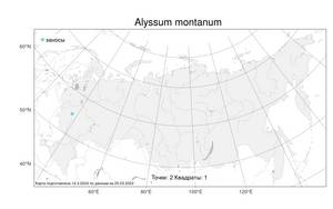 Alyssum montanum, Бурачок горный L., Атлас флоры России (FLORUS) (Россия)