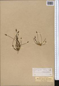 Ломатогониум короткопыльниковый (C. B. Cl.) Fern., Средняя Азия и Казахстан, Памир и Памиро-Алай (M2)