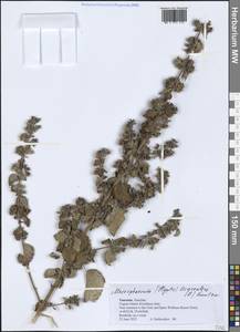 Mesosphaerum suaveolens (L.) Kuntze, Африка (AFR) (Танзания)