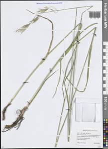 Костер береговой Rehmann, Восточная Европа, Московская область и Москва (E4a) (Россия)