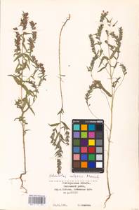 MHA 0 161 897, Зубчатка обыкновенная Moench, Восточная Европа, Нижневолжский район (E9) (Россия)