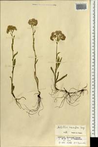 Тысячелистник азиатский Serg., Монголия (MONG) (Монголия)