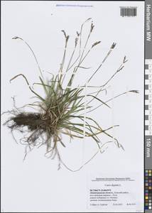 Осока пальчатая L., Восточная Европа, Северо-Западный район (E2) (Россия)