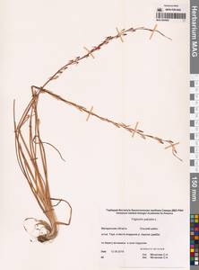 Триостренник болотный L., Сибирь, Чукотка и Камчатка (S7) (Россия)