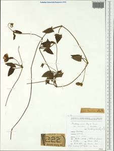 Thunbergia alata Bojer ex Sims, Австралия и Океания (AUSTR) (Новая Каледония)