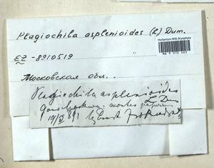 Plagiochila asplenioides (L.) Dumort., Гербарий мохообразных, Мхи - Москва и Московская область (B6a) (Россия)