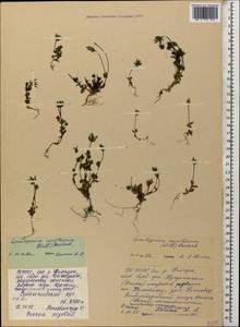 Ломатогониум каринтийский (Wulfen) Rchb., Кавказ, Северная Осетия, Ингушетия и Чечня (K1c) (Россия)