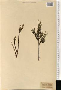 Ива розмаринолистная L., Монголия (MONG) (Монголия)