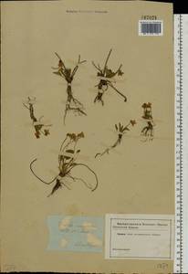 Фиалка сомнительная Waldst. & Kit., Восточная Европа, Южно-Украинский район (E12) (Украина)