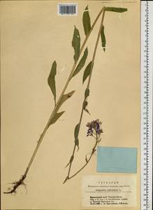 Вечерница сибирская L., Сибирь, Алтай и Саяны (S2) (Россия)