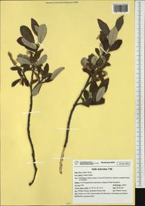 Salix helvetica Vill., Западная Европа (EUR) (Италия)