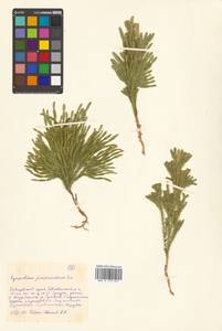 Dendrolycopodium obscurum (L.) A. Haines, Сибирь, Дальний Восток (S6) (Россия)